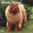 Browntrout, BrownTrout Publisher, Browntrout Publishing (COR) - Chow Chows 2021 Calendar