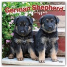 Browntrout, BrownTrout Publisher, Browntrout Publishing (COR) - German Shepherd Puppies 2021 Calendar