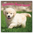 BrownTrout Publisher, Browntrout Publishing (COR) - Golden Retriever Puppies 2021 Calendar