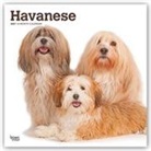 BrownTrout Publisher, Browntrout Publishing (COR) - Havanese 2021 Calendar