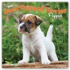 Browntrout, BrownTrout Publisher, Browntrout Publishing (COR) - Jack Russell Terrier Puppies 2021 Calendar