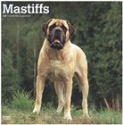 Browntrout, BrownTrout Publisher, Browntrout Publishing (COR) - Mastiffs 2021 Calendar