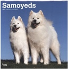 Brown Trout Publisher, Browntrout, Browntrout Publishing (COR) - Samoyeds 2021 Calendar