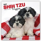 Browntrout, BrownTrout Publisher, Browntrout Publishing (COR) - Shih Tzu 2021 Calendar