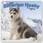 Browntrout, BrownTrout Publisher, Browntrout Publishing (COR) - Siberian Husky Puppies 2021 Calendar