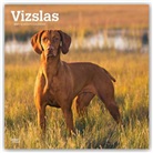 Browntrout, BrownTrout Publisher, Browntrout Publishing (COR) - Vizslas 2021 Calendar