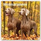 Browntrout, BrownTrout Publisher, Browntrout Publishing (COR) - Weimaraners 2021 Calendar