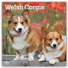 Browntrout, BrownTrout Publisher, Browntrout Publishing (COR) - Welsh Corgis 2021 Calendar