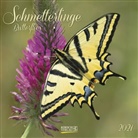 Korsch Verlag - Schmetterlinge 2021