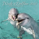 Korsch Verlag - Wale und Delfine 2021