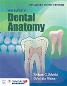 Rickne C Scheid, Rickne C. Scheid, Rickne C. Weiss Scheid, Gabriela Weiss - Woelfel''s Dental Anatomy, Enhanced Edition