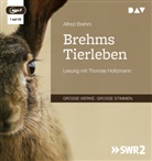 Alfred Brehm, Thomas Holtzmann - Brehms Tierleben, 1 Audio-CD, 1 MP3 (Audiolibro)