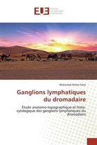 Mohamed Amine Fares - Ganglions lymphatiques du dromadaire