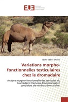 Djallel Eddine Gherissi - Variations morpho-fonctionnelles testiculaires chez le dromadaire