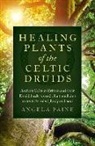 Angela Paine, Paine Angela - Healing Plants of the Celtic Druids