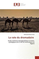 Mohamed Amine Fares - La rate du dromadaire