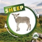 Kirsty Holmes - Life Cycle of a Sheep
