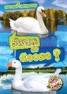 Kirsten Chang - Swan or Goose?