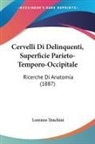 Lorenzo Tenchini - Cervelli Di Delinquenti, Superficie Parieto-Temporo-Occipitale
