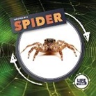 Kirsty Holmes - Life Cycle Of A Spider