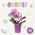 Brenda McHale - Orchid