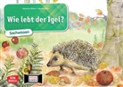 Katharina Stöckl, Katharina Stöckl-Bauer, Monika Klars - Wie lebt der Igel? Kamishibai Bildkartenset.
