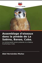 Abel Hernández-Muñoz - Assemblage d'oiseaux dans la pinède de La Sabina, Banao, Cuba.