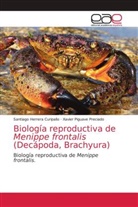 Santiago Herrera Curipallo, Xavier Piguave Preciado - Biología reproductiva de Menippe frontalis (Decápoda, Brachyura)