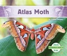 Grace Hansen - Incredible Insects: Atlas Moth