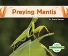 Grace Hansen - Praying Mantis