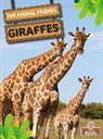 Amy Culliford - Giraffes