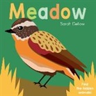 Sarah Dellow - Now you See It! Meadow