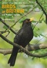 Peter Goodfellow - An Identification Guide to Birds of Britain and Northern Europe (2nd edition)