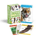 DK - Our World in Pictures Animals of the World Flash Cards
