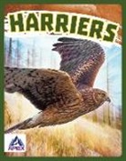 Connor Stratton - Harriers