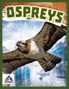 Connor Stratton - Ospreys
