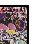 Kerri O'Donnell - The Reproductive System