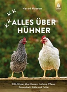 Hervé Husson - Alles über Hühner