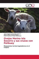 Arturo César García-Casillas, Juan Augusto Hernández-Rivera, Omar Francisco Prado-Rebolledo - Ovejas Merino Isla Socorro y sus cruzas con Pelibuey