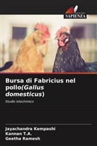 Jayachandra Kempashi, Geetha Ramesh, Kannan T. A., Kannan T.A. - Bursa di Fabricius nel pollo(Gallus domesticus)