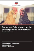 Jayachandra Kempashi, Geetha Ramesh, Kannan T. A., Kannan T.A. - Bursa de Fabricius chez le poulet(Gallus domesticus)