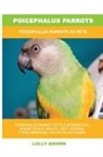 Lolly Brown - Poicephalus Parrots