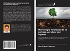Ram Chandra Maurya - Morfología neuronal de la corteza cerebral del lagarto