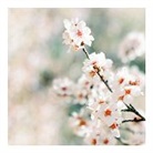 Doppelkarte / Mandelblüte // quadratisch