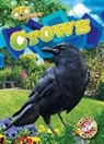 Rachael Barnes - Crows