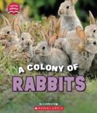 Danielle Denega - A Colony of Rabbits (Learn About: Animals)