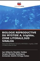 Armando Adolfo Ortega-Salas, Sergio Rendón Rodríguez, Ian Gilberto Rendón Valdez - BIOLOGIE REPRODUCTIVE DU MYSTIDE A. trigibba, ZONE LITORALE,SUD SINALOA