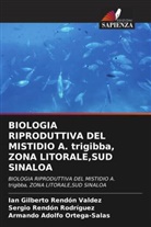 Armando Adolfo Ortega-Salas, Sergio Rendón Rodríguez, Ian Gilberto Rendón Valdez - BIOLOGIA RIPRODUTTIVA DEL MISTIDIO A. trigibba, ZONA LITORALE,SUD SINALOA