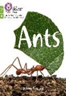Danny Pearson, Pearson Danny - Ants