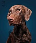DK - The Dog Encyclopedia
